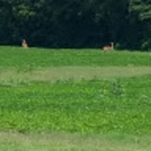 Meet your Posher, Denise